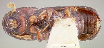 Media type: image;   Entomology 35047 Aspect: habitus ventral view